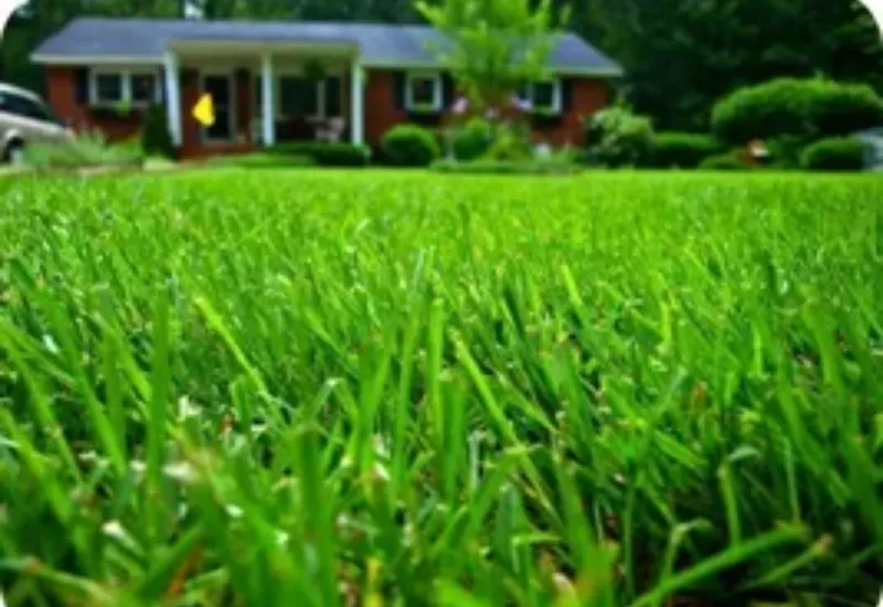Quality Artificial Grass Dubai